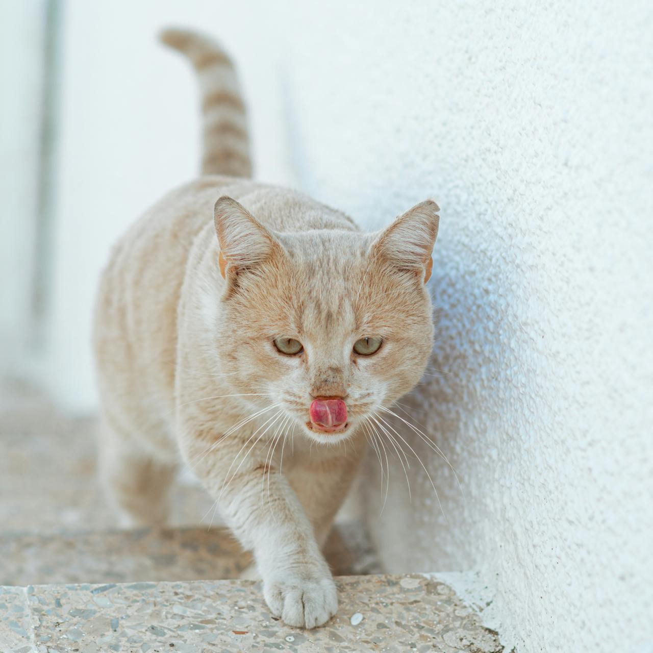 Pet Paradise
